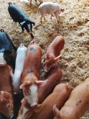 vand purcei - imagine 2 vand purcei - imagine 2