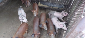 Purcei de vânzare  - imagine 2