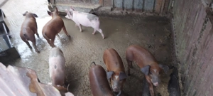 Purcei de vânzare  - imagine 3