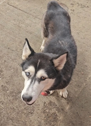 Caine husky  - imagine 3