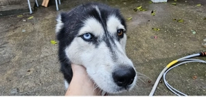 Caine husky  - imagine 2