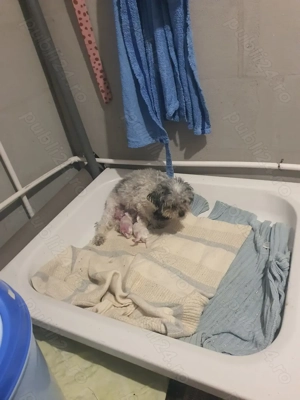 Bison metis specie Caris - imagine 5 Bison metis specie Caris - imagine 5