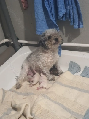 Bison metis specie Caris - imagine 4 Bison metis specie Caris - imagine 4