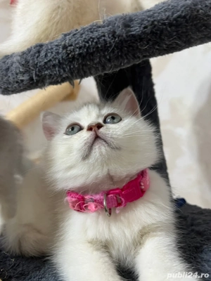 british shorthair cu ochi albastri