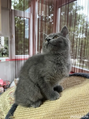 british shorthair blue fetita - imagine 4