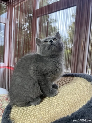 british shorthair blue fetita - imagine 3