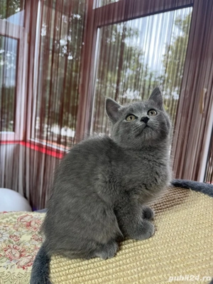 british shorthair blue fetita