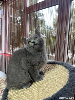 british shorthair blue fetita - imagine 2