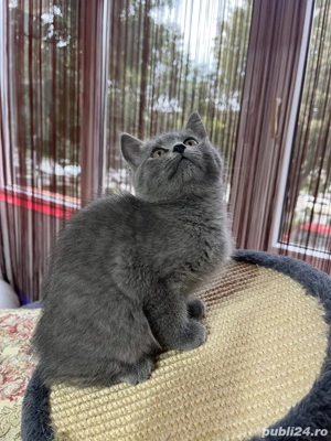 british shorthair blue fetita - imagine 5