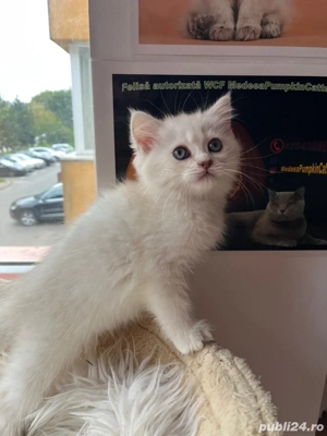 british shorthair white ochi albastri