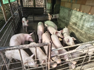 Purcei grasuni marele alb cu landras - imagine 2