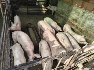 Purcei grasuni marele alb cu landras - imagine 3