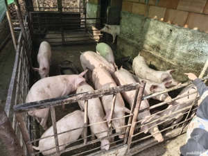 Purcei grasuni marele alb cu landras - imagine 5