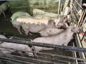 Purcei grasuni marele alb cu landras - imagine 4