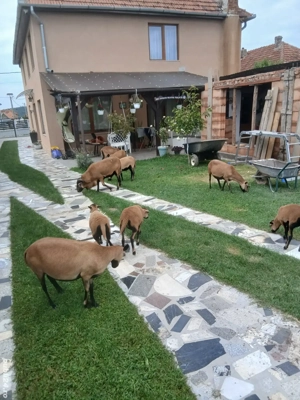 Oii de camerun - imagine 4