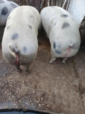 Vand porc  - imagine 2