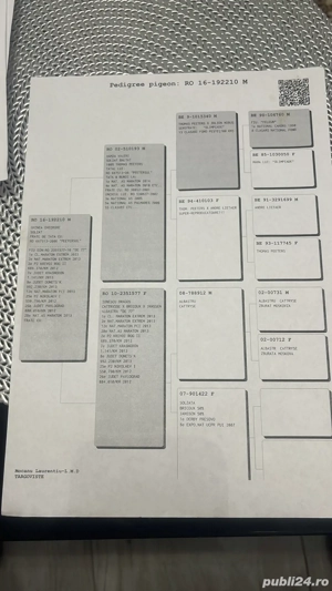 porumbei voiajori cu pedigree  - imagine 3