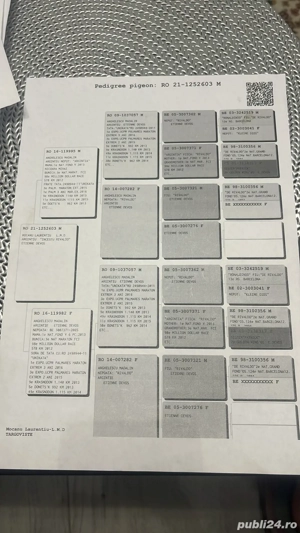 porumbei voiajori cu pedigree  - imagine 4