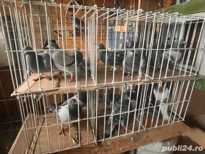 porumbei voiajori cu pedigree  - imagine 2