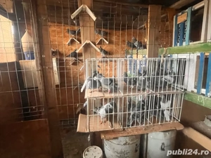 porumbei voiajori cu pedigree 