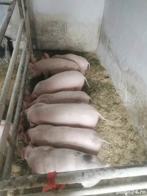 Vand purcei rasa landras pietre