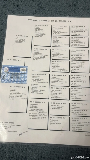 porumbei voiajori cu pedigree  - imagine 5