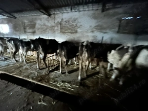 Vand vaci de lapte - imagine 4