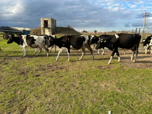 vand vaci de lapte - imagine 4 vand vaci de lapte - imagine 4