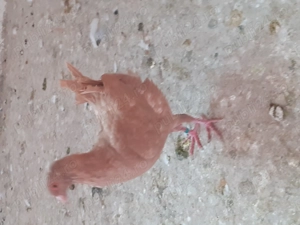 Porumbei de vânzare  - imagine 2 Porumbei de vânzare  - imagine 2