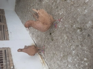 Porumbei de vânzare  - imagine 4 Porumbei de vânzare  - imagine 4