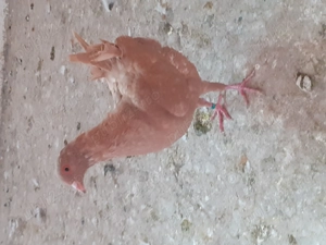 Porumbei de vânzare  - imagine 3 Porumbei de vânzare  - imagine 3