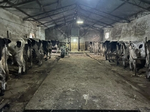 vand vaci de lapte - imagine 5 vand vaci de lapte - imagine 5