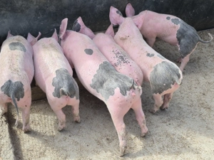 Porci mici  de vanzare   - imagine 2