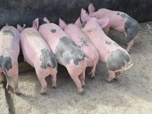 Porci mici  de vanzare  