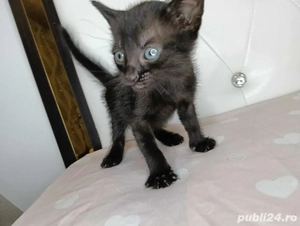 dau spre adoptie  - imagine 2