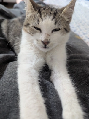 Adoptie pisicuta - imagine 2