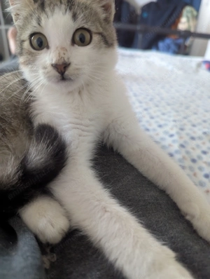 Adoptie pisicuta - imagine 3