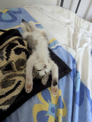 Adoptie pisicuta - imagine 4