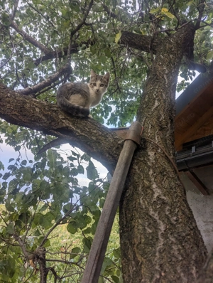 Adoptie pisicuta - imagine 5