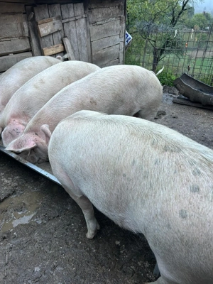 Vand 5 porci.                                                                                      