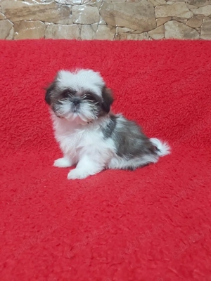 Vând Bichon Maltez & Teckel cu pedigree și garanție. - imagine 2