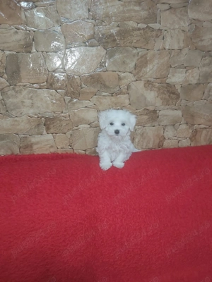  Vând   Căței Bichon Maltez cu pedigree și garanție   Canisă autorizată România - imagine 2
