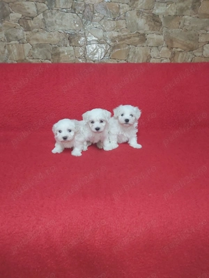  Vând   Căței Bichon Maltez cu pedigree și garanție   Canisă autorizată România - imagine 3