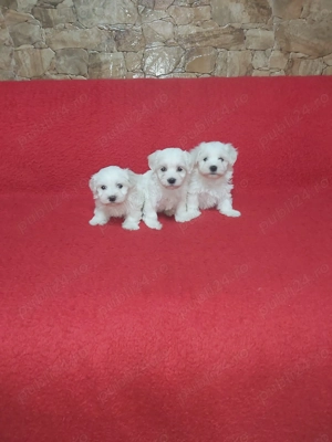  Vând   Căței Bichon Maltez cu pedigree și garanție   Canisă autorizată România - imagine 2