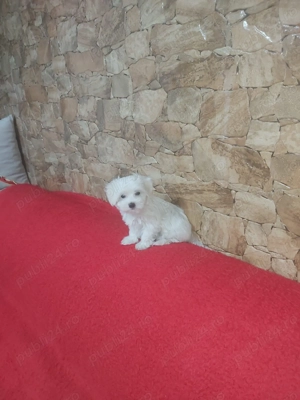 Vând Bichon Maltez cu garanție și pedegree