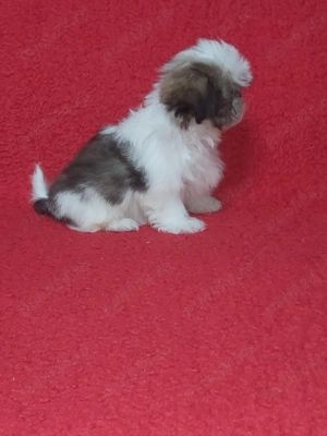 Vând Bichon Maltez cu garanție și pedegree - imagine 3