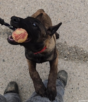 Ciobănesc belgian malinois cu certificat pedigree  - imagine 3