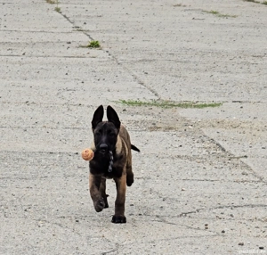 Ciobănesc belgian malinois cu certificat pedigree