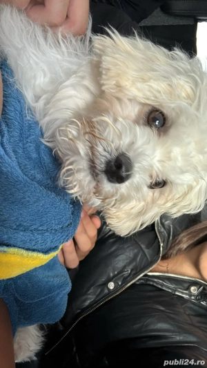 Caine bichon maltez fetita - imagine 2
