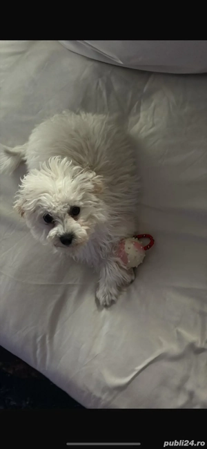 Caine bichon maltez fetita